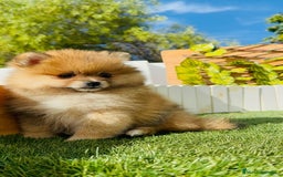 Pomerania perros en venta: POMERANIA MACHO - Imagen 8