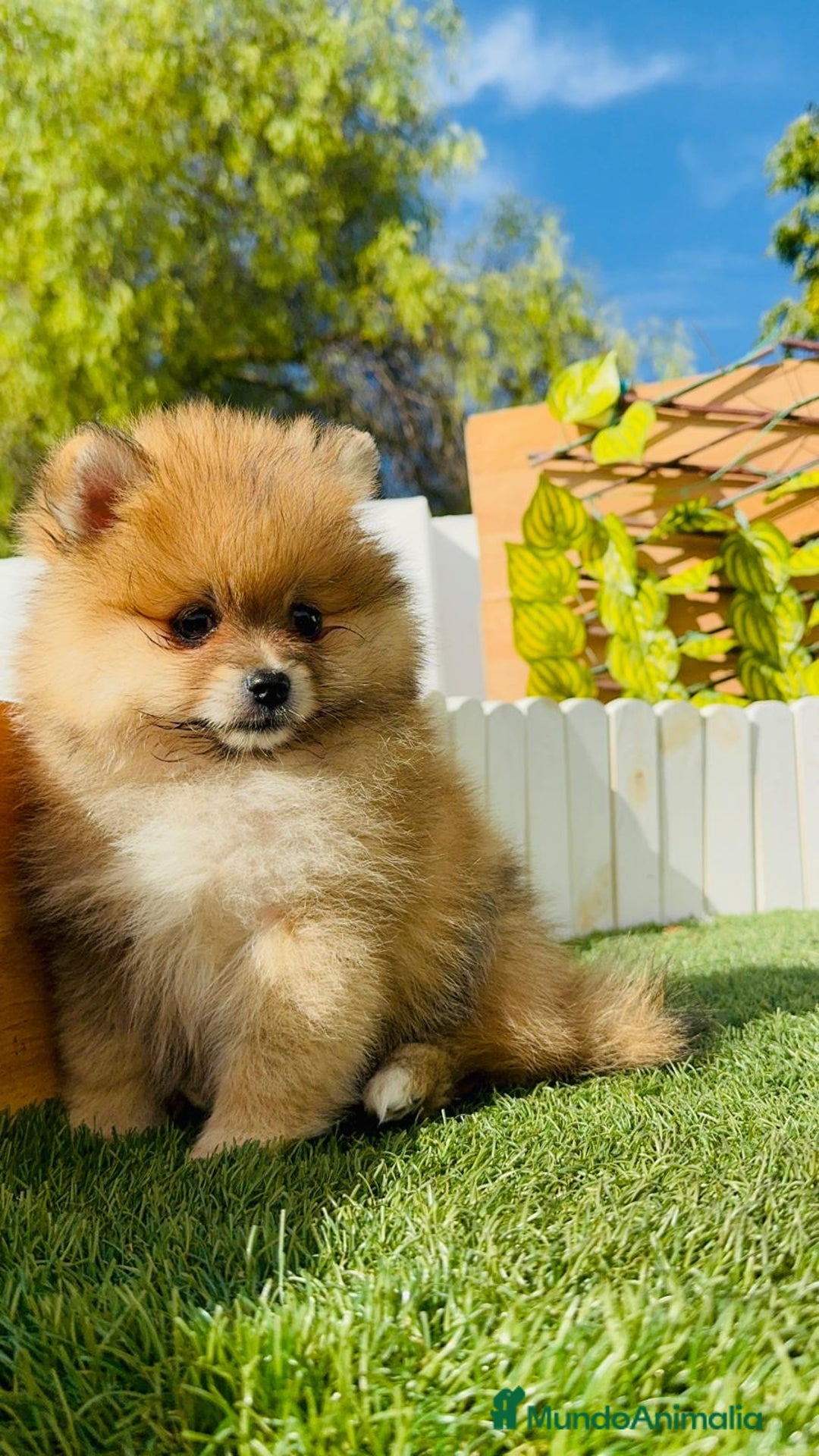 Pomerania perros en venta: POMERANIA MACHO - Imagen 8
