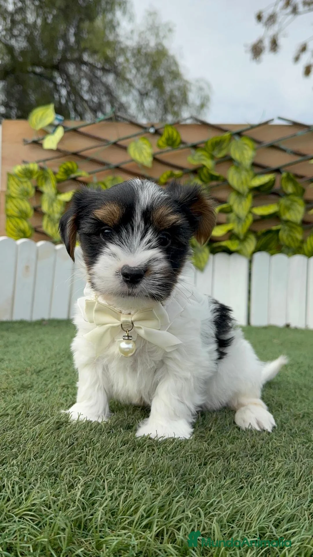 Yorkshire Terrier perros en venta: YORKSHIRE BIEWER - Anuncio 14