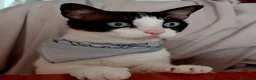Raza Mixta gatos en adopcion: Fede en adopción  - Anuncio 1