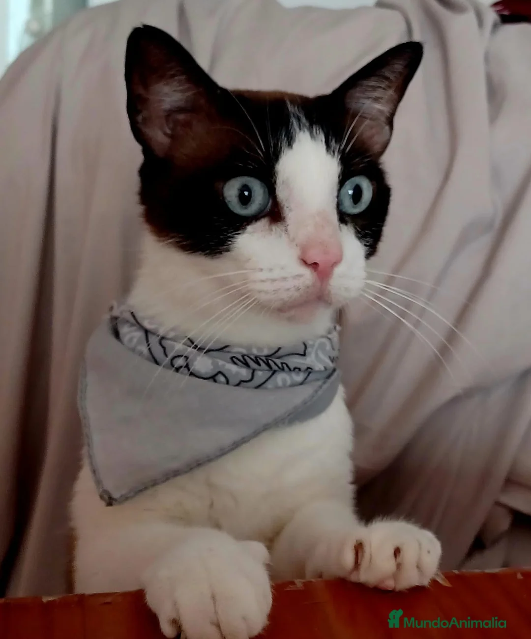 Raza Mixta gatos en adopcion: Fede en adopción  - Anuncio 1