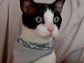 Raza Mixta gatos Fede en adopción - Anuncio 5