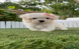 Bichón Maltés perros en venta: BICHON MALTES HEMBRA LISTA PARA ENTREGAR - Imagen 15