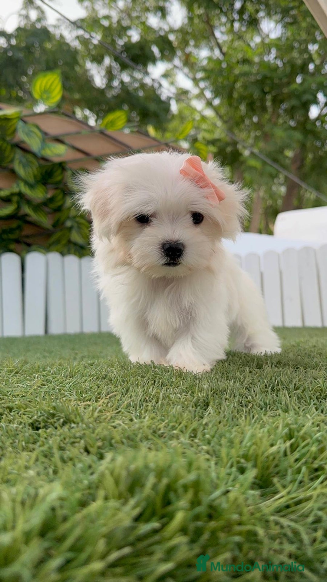 Bichón Maltés perros en venta: BICHON MALTES HEMBRA LISTA PARA ENTREGAR - Imagen 15