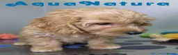 Havapoo perros en venta: Havapoo Macho de Haya y Can 8301 AQUANATURA - Anuncio 5