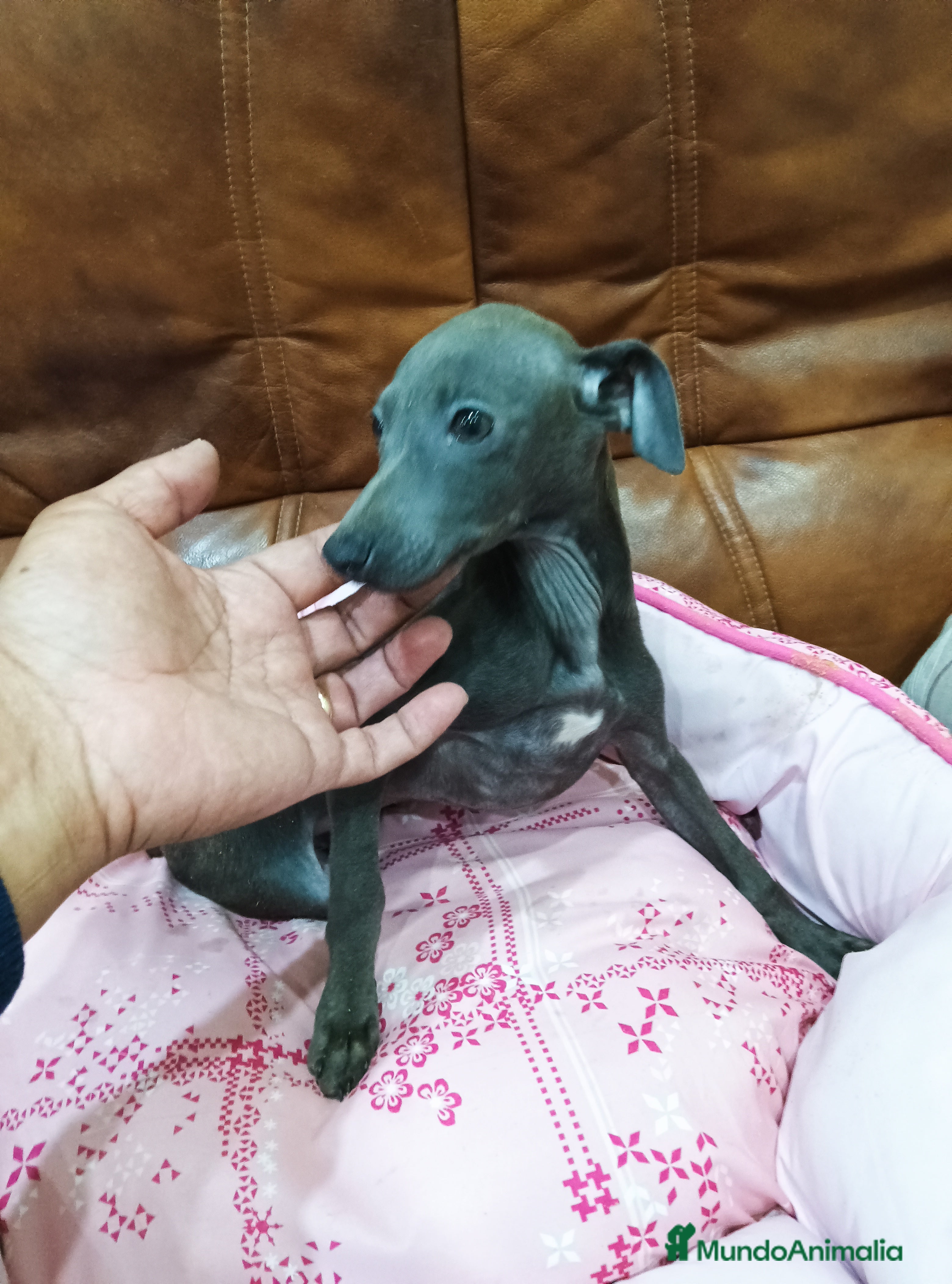 Pequeño Lebrel Italiano perros Piccolo lebrel blue - Anuncio 26