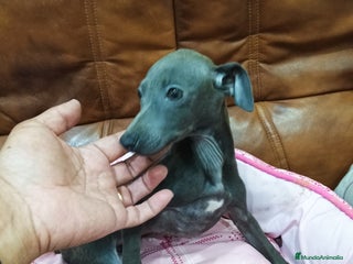 Pequeño Lebrel Italiano perros Piccolo lebrel blue - Anuncio 5