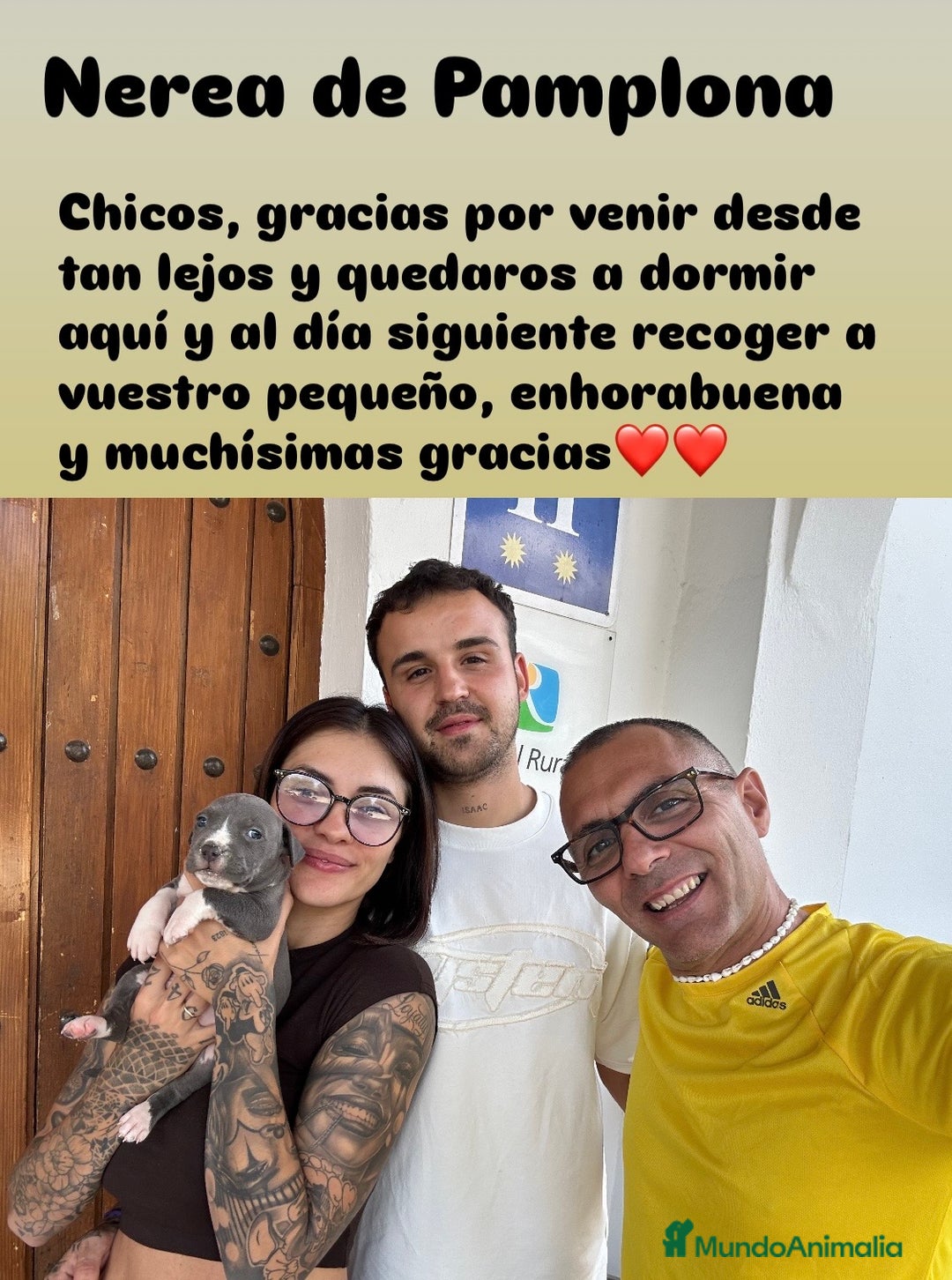 American Staffordshire-Terrier perros en venta: American Stanford (transparencia) - Anuncio 10