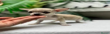 Chihuahua 1
