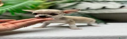 Chihuahua perros en venta:  🐾 DOS PRECIOSAS CHIHUAHUAS HEMBRAS 🐾 - Anuncio 3