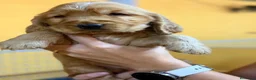 Cocker Spaniel Inglés perros en venta: Machos Cocker inglés - Anuncio 3