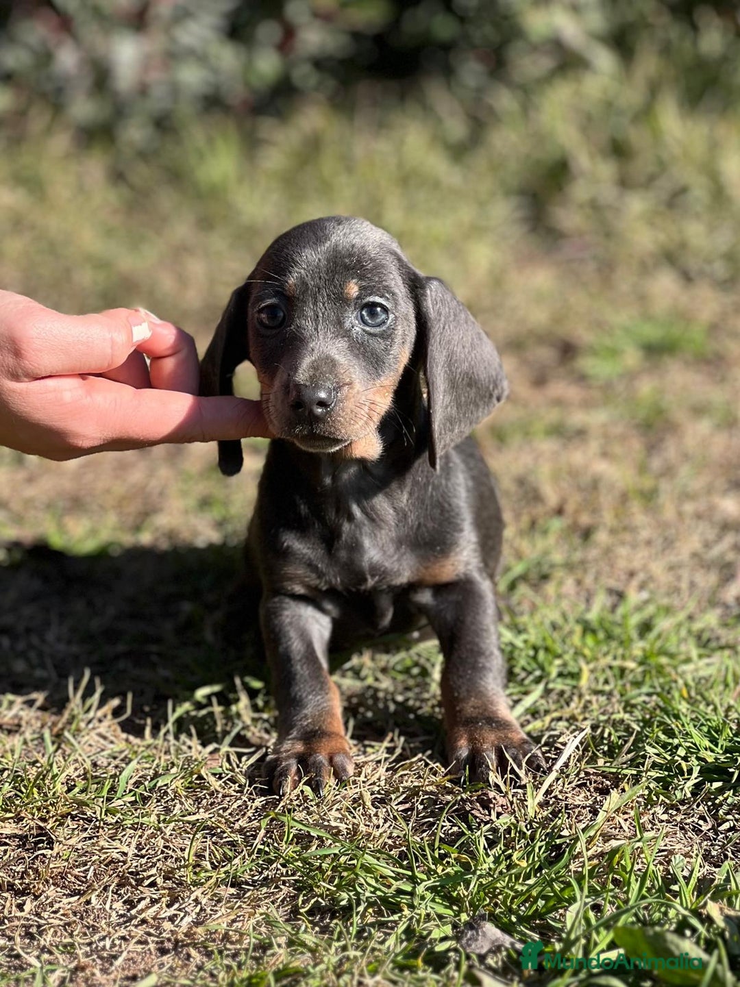 Teckel Miniatura perros en venta: Teckel mini Blue  en Barcelona - Imagen 5