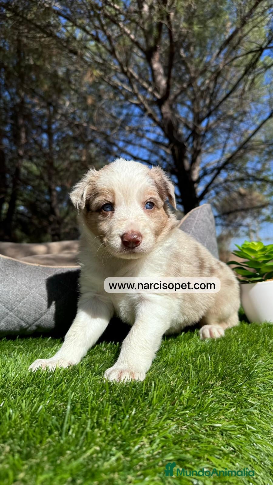 Border Collie perros BEBE BORDER COLLIE RED MERLE en Asturias - Anuncio 2