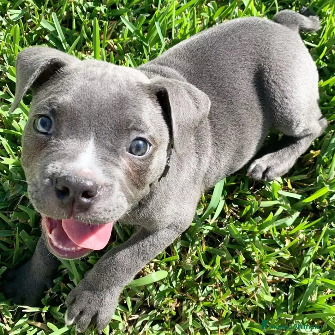 American Staffordshire-Terrier perros en venta: AMERICAN STAFFORD BLUE CRIADORES  631 67 03 85 en Sevilla - Anuncio 5
