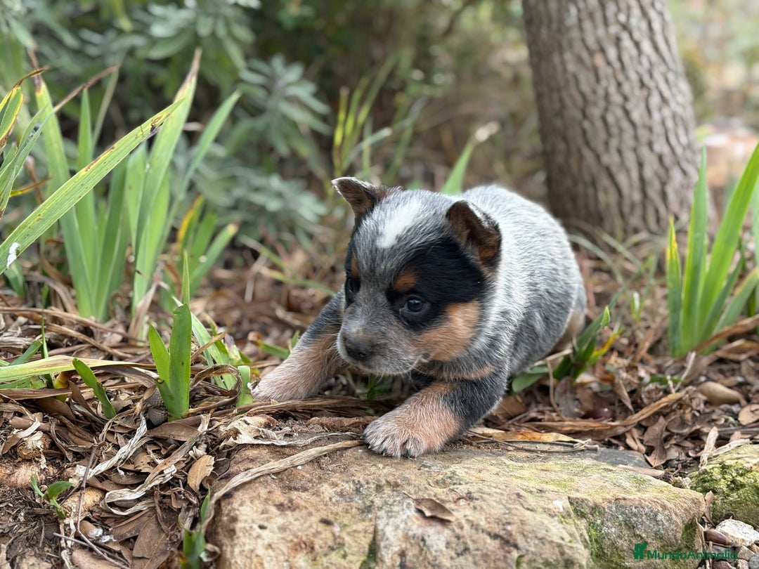 Boyero de Australia perros en venta: Australian cattle dog - Anuncio 4