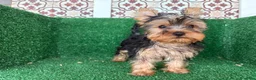 Yorkshire Terrier perros en venta: yorkshire terrier - Anuncio 4
