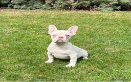 Bulldog Francés perros en venta: Bulldog francés 7 meses - Imagen 1