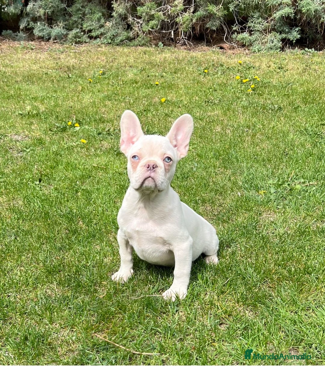 Bulldog Francés perros en venta: Bulldog francés 7 meses - Imagen 1