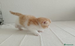 Exótico de Pelo Corto gatos en venta: 🐯 EXOTIC SHORTHAIR RED TABBY & WHITE - Imagen 2
