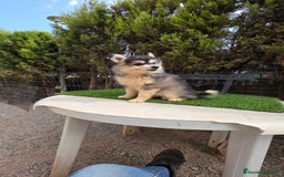 Pomsky perros en venta: Pomsky  f4  - Imagen 1