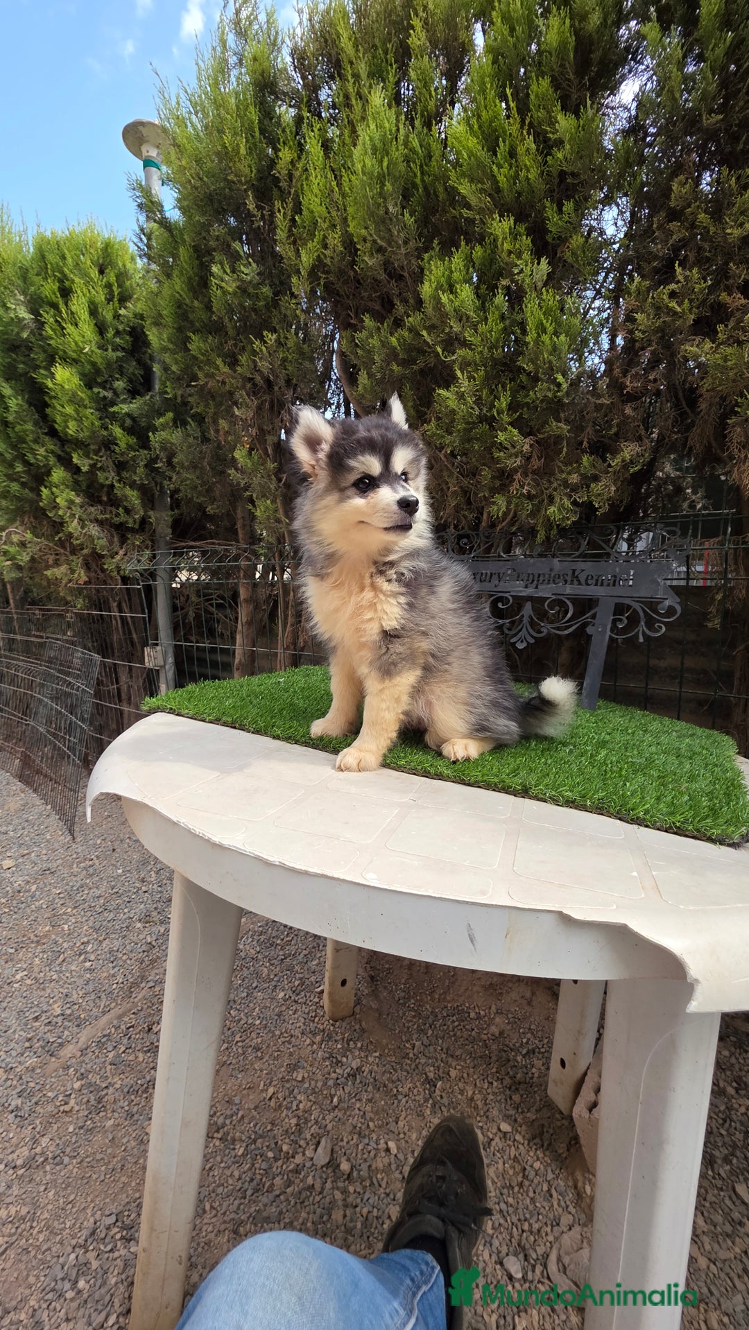 Pomsky perros en venta: Pomsky  f4  - Imagen 1