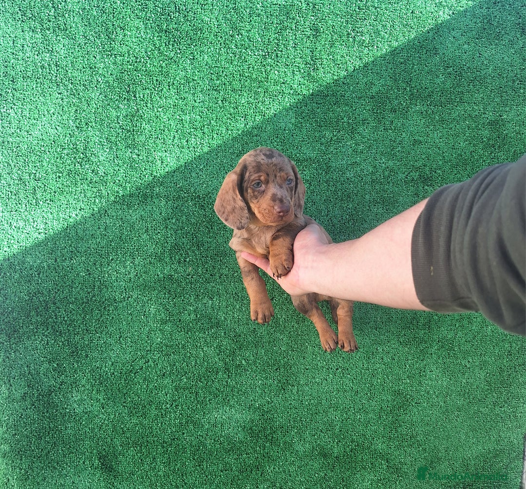 Teckel Miniatura perros en venta: TECKEL MINIATURA ARLEQUIN  - Anuncio 2