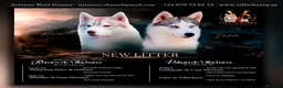 Husky Siberiano perros en venta: Preciosa camada de husky siberiano - Anuncio 4