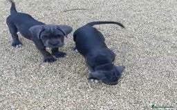 Cane Corso perros en venta: Cane Corso  - Imagen 6