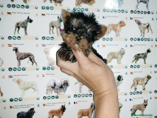 Yorkshire Terrier perros en Badajoz - Anuncio 18