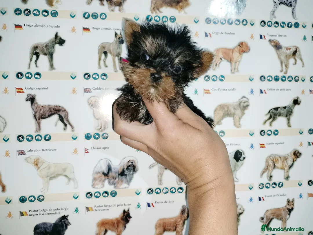 Yorkshire Terrier perros en venta: Yorkshire miniatura en Badajoz - Anuncio 1