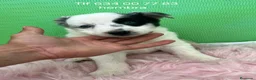 Border Collie perros en venta: Impresionante cachorra border collie  - Anuncio 1