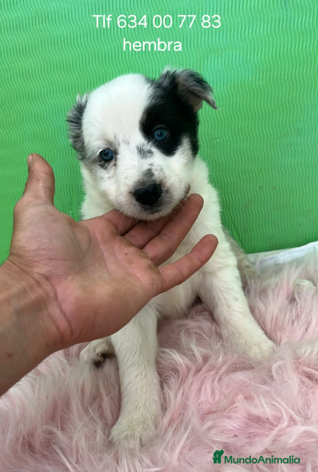 Border Collie perros en venta: Impresionante cachorra border collie  - Anuncio 1
