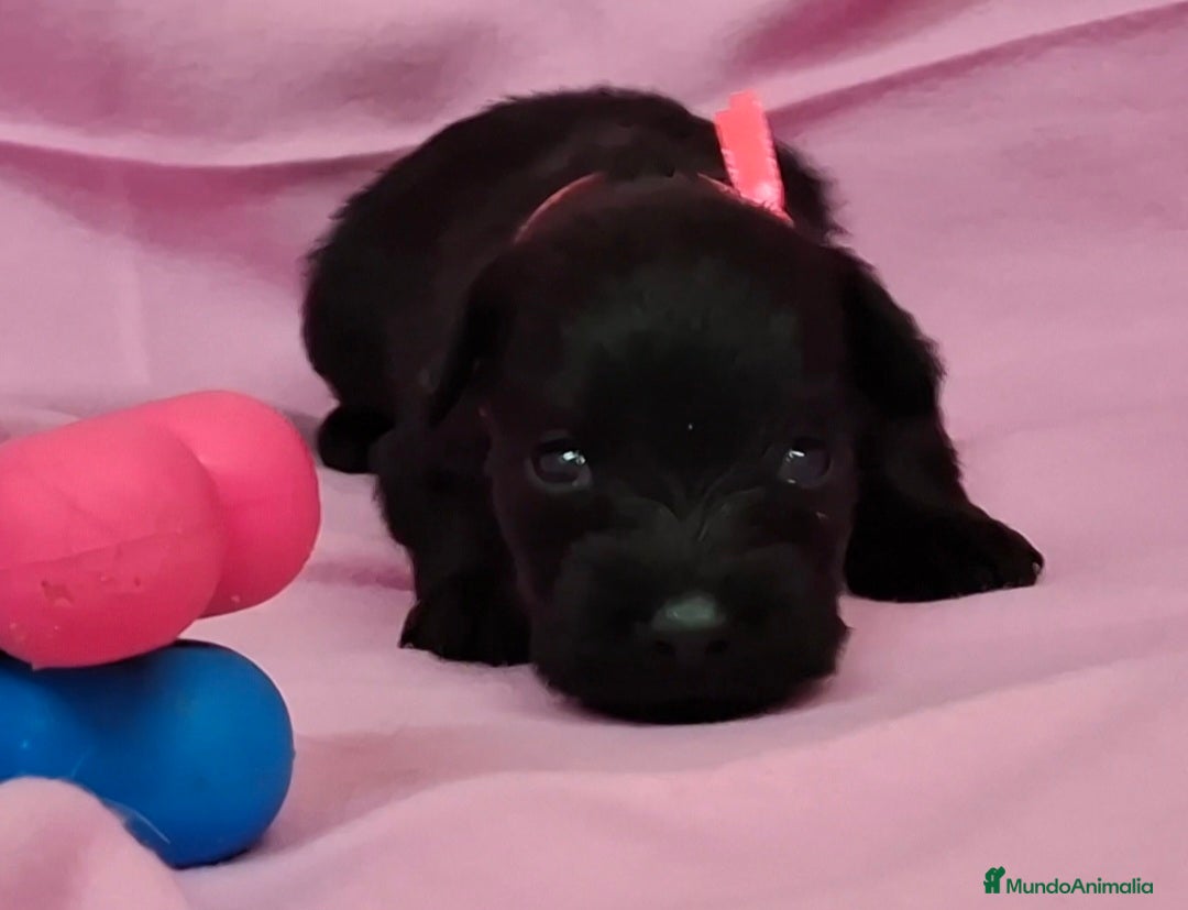 Schnauzer Miniatura perros SCHNAUZER MINIATURA NEGRO - Anuncio 3