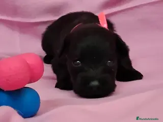 Schnauzer Miniatura perros SCHNAUZER MINIATURA NEGRO - Anuncio 2