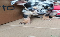 Chihuahua perros en venta: Chigugua toys - Imagen 4