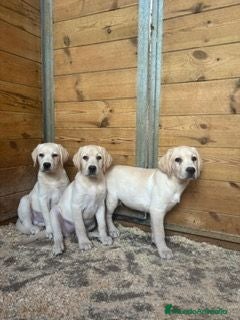 Labrador Retriever perros LABRADORES LISTOS PARA ENTREGAR - Anuncio 1