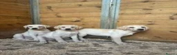 Labrador Retriever perros en venta: LABRADORES LISTOS PARA ENTREGAR - Anuncio 1