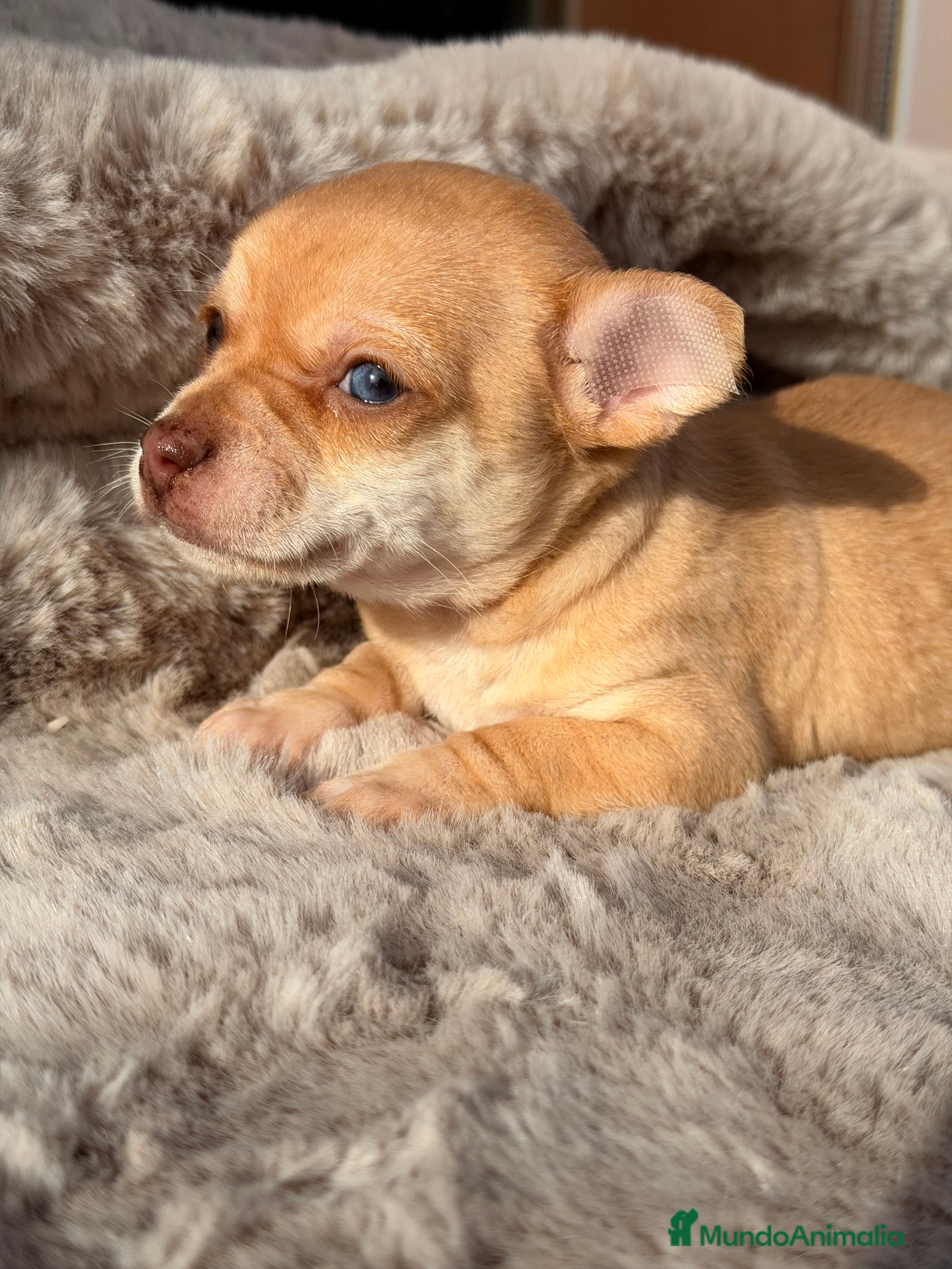 Chihuahua perros Chihuahua ojos claros  - Anuncio 4