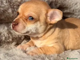 Chihuahua perros Chihuahua ojos claros - Anuncio 4