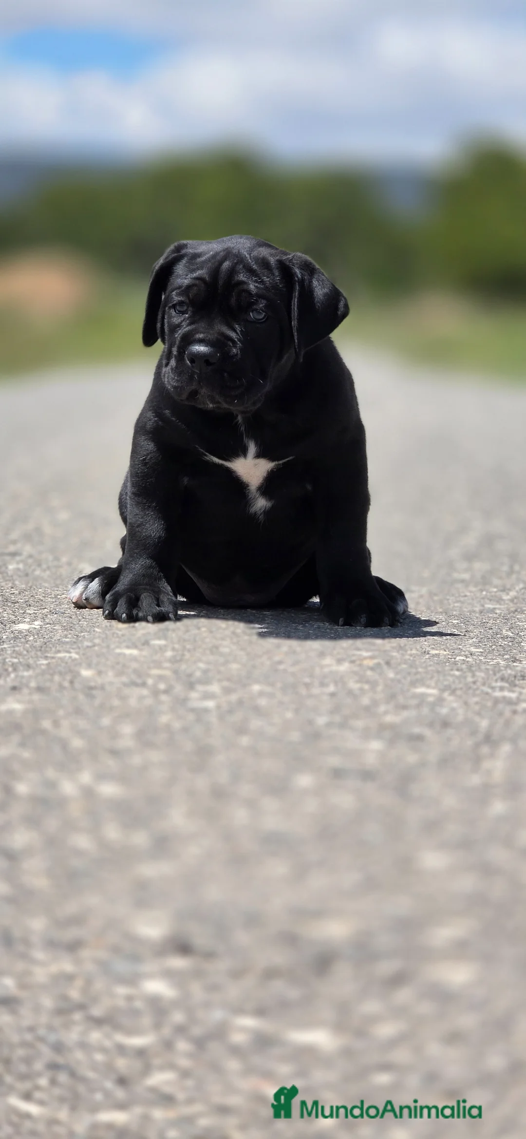 Cane Corso perros en venta: Cachorros de cane corso - Anuncio 7