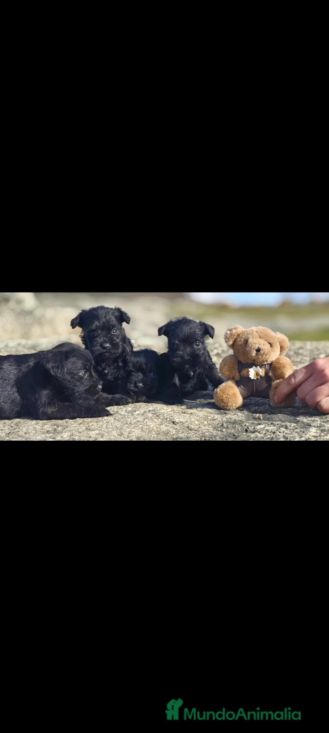 Schnauzer Miniatura perros en venta: Schnauzer  - Anuncio 2