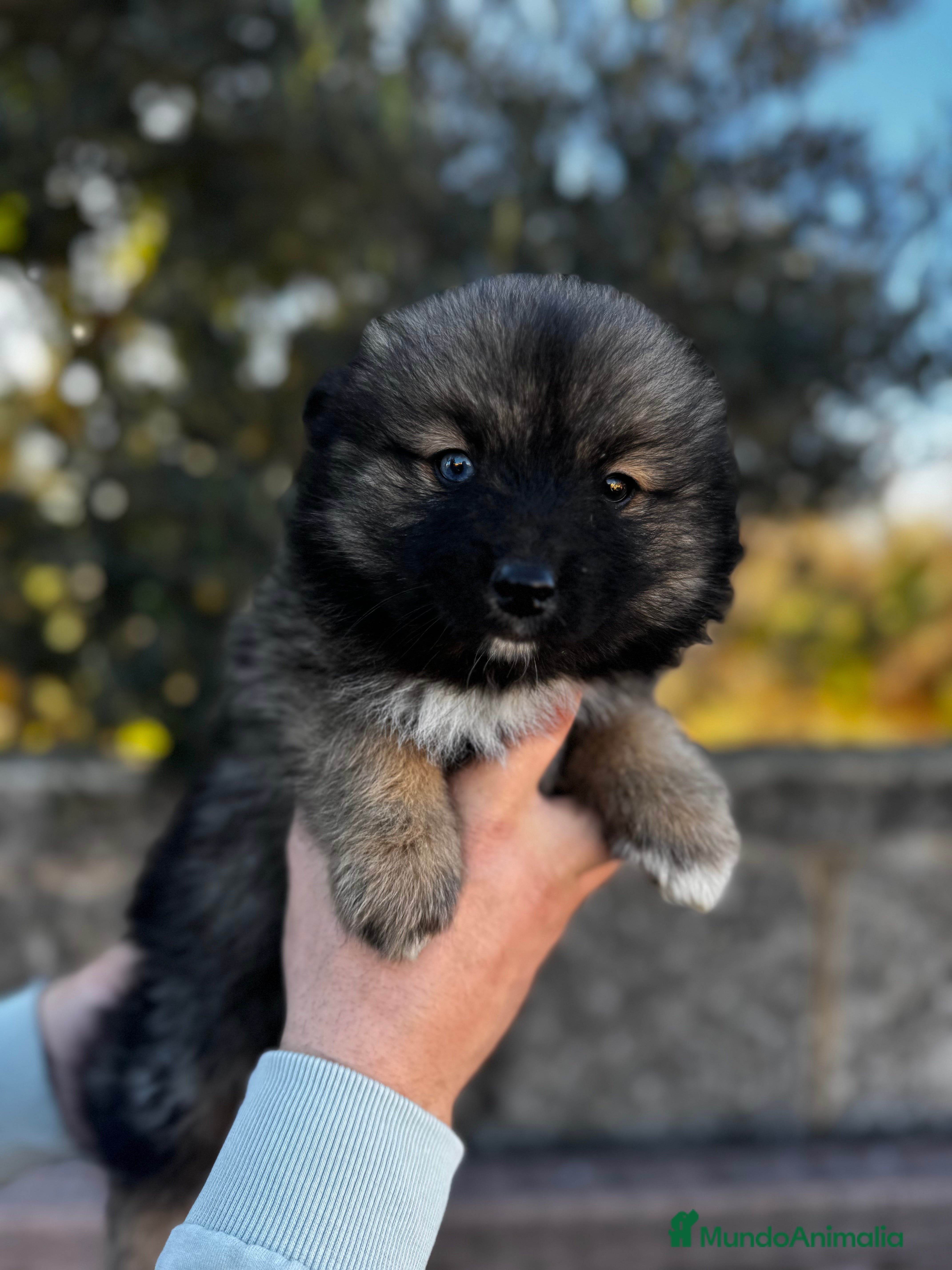 Pomsky perros Pomsky en Illes Balears - Anuncio 2