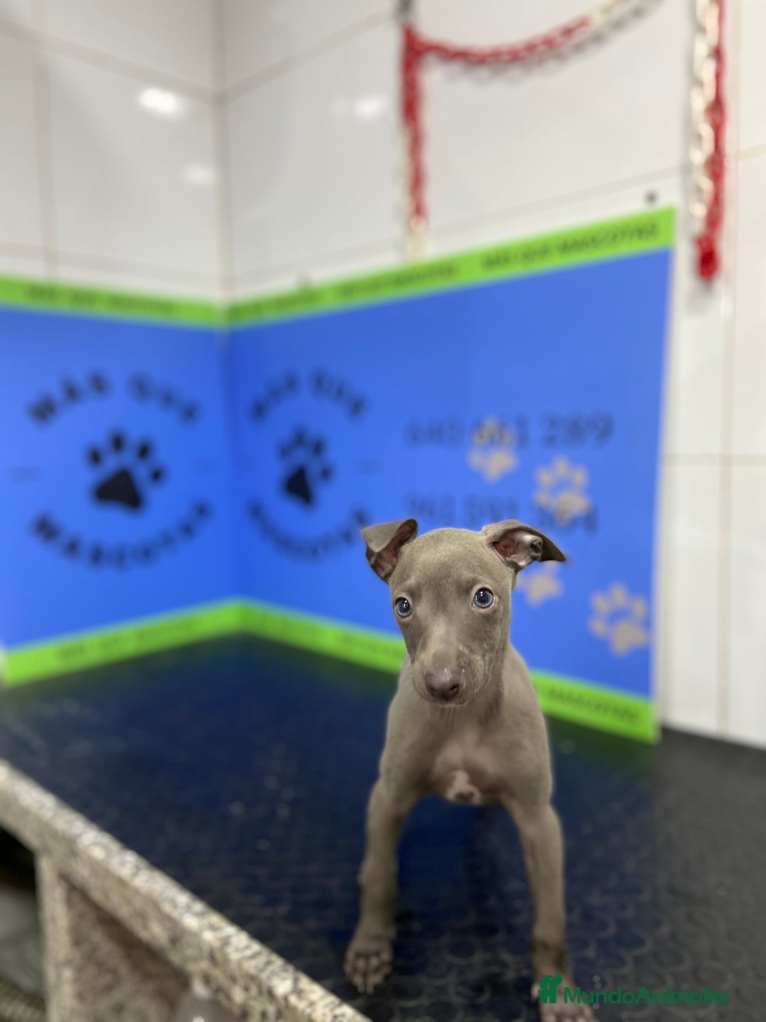 Pequeño Lebrel Italiano perros en venta: Cachorros Piccolo Italiano 650€ ¡PRECIO REAL! - Imagen 2