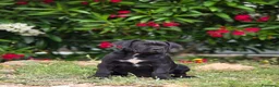 Cane Corso perros en venta: Cachorros de Cane Corso - Anuncio 3
