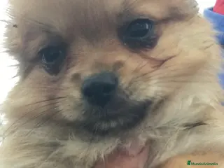 Pomchi perros Pomchi preciosa - Anuncio 2