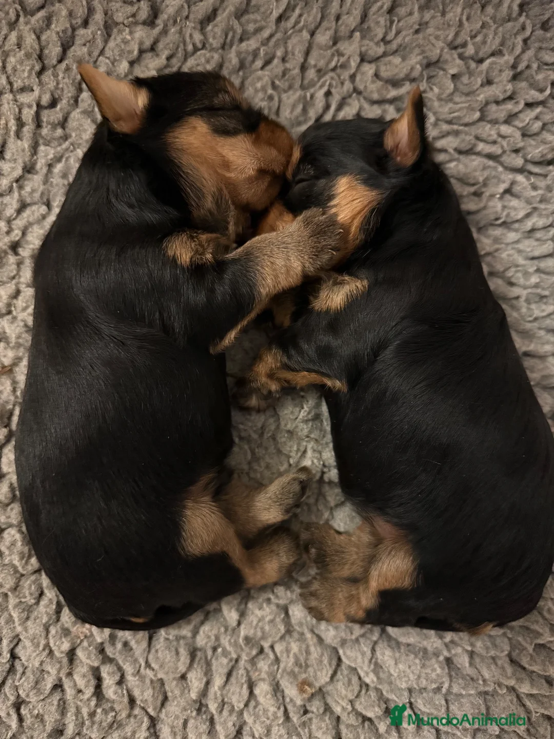 Yorkshire Terrier perros en venta: maravilloso Yorkshire  - Anuncio 1