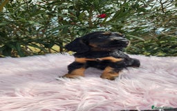 Cocker Spaniel Inglés perros en venta: Cocker black  and tan  - Imagen 4