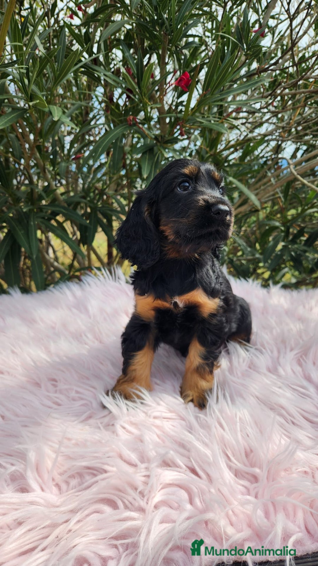 Cocker Spaniel Inglés perros en venta: Cocker black  and tan  - Imagen 4
