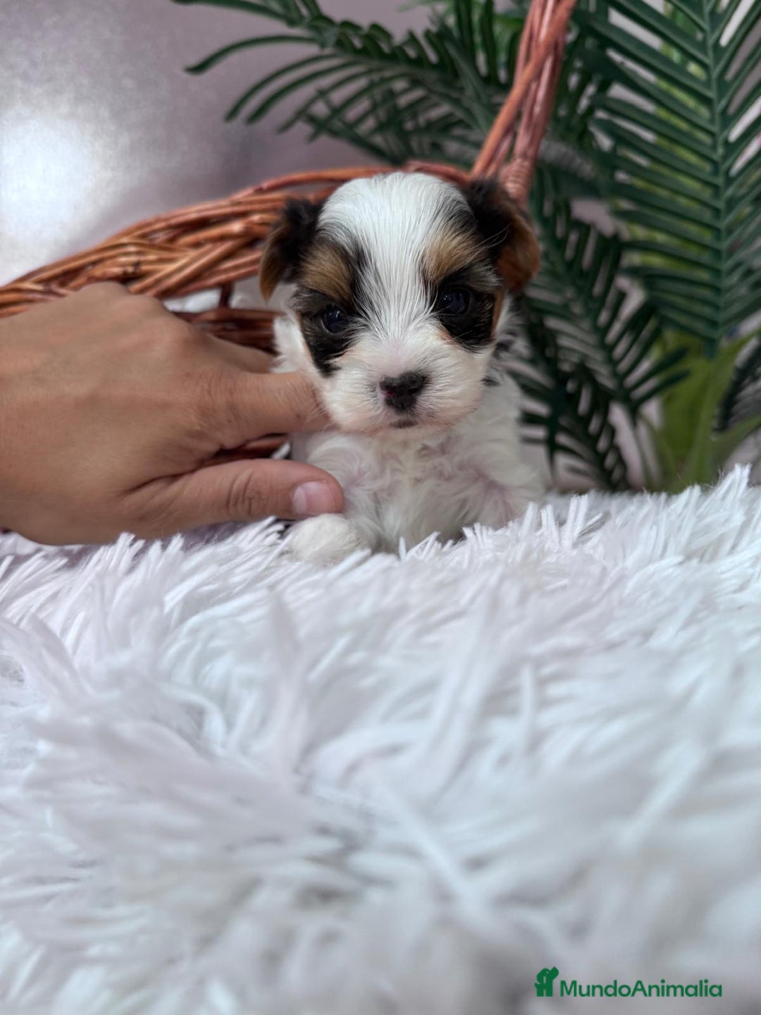 Yorkshire Terrier perros en venta: YORKSHIRE BIEWER - Anuncio 13