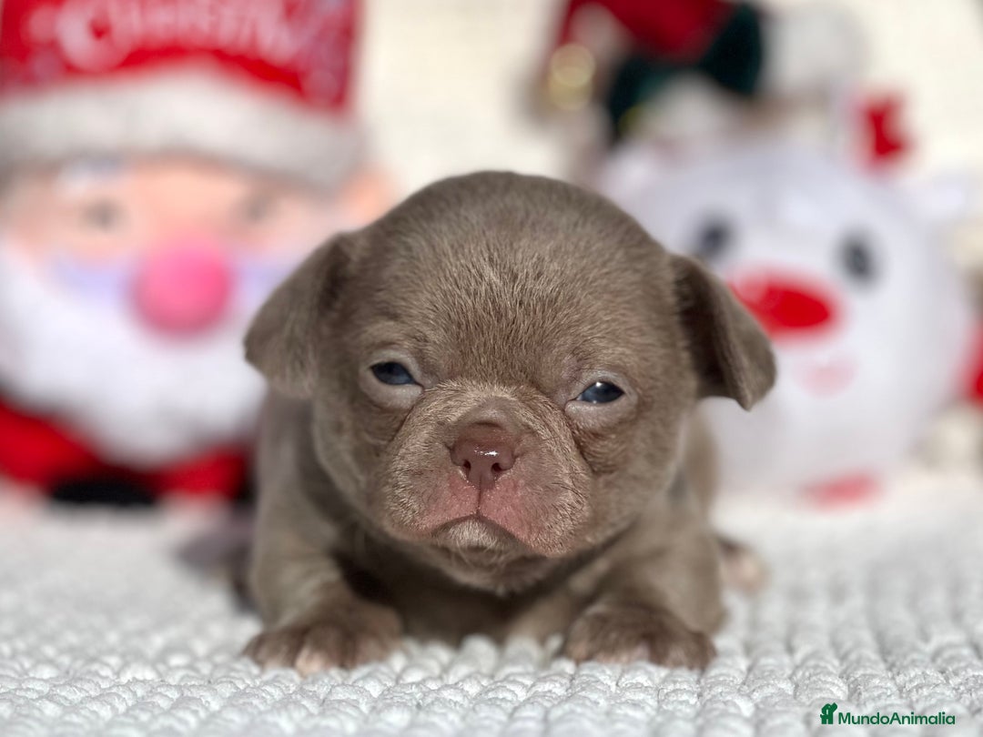 Chihuahua perros en venta: CHIHUAHUA LILAC LÍNEA RUSA - Anuncio 2